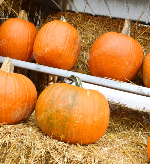 Preview: Pumpkin Stalks On Background