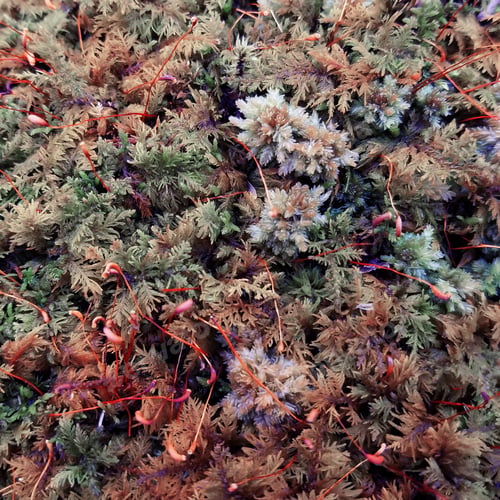 Preview: Fall Colors Of Forest Moss Plant Texture