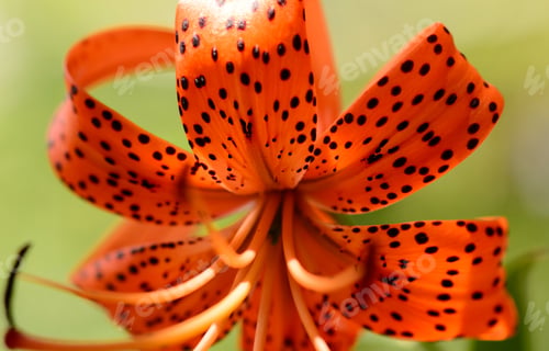 Preview: Spring Flowers. Burst Of Colors.