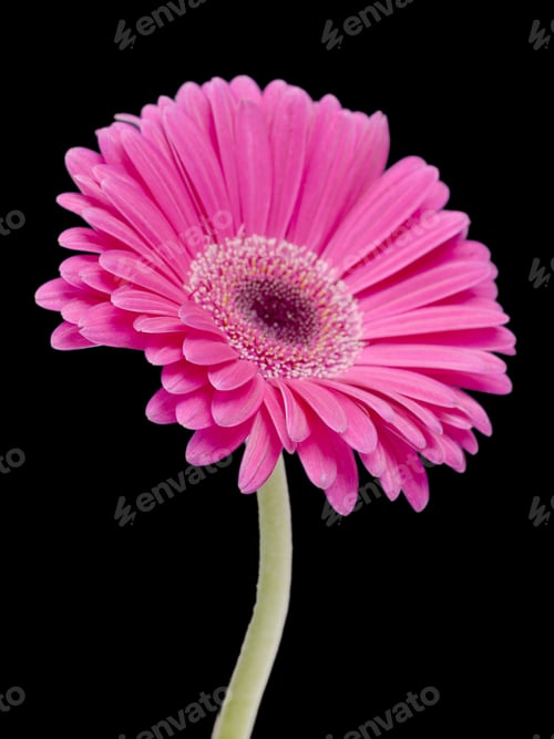 Preview: Pink Daisy Background Isolated