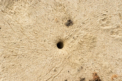 Preview: Crab Hole In The Sand