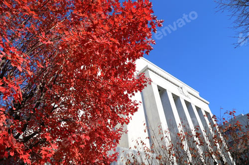 Preview: A Red Tree In The Autumn Contrasts With The White Dauphin County Courthouse In Downtown Harrisburg