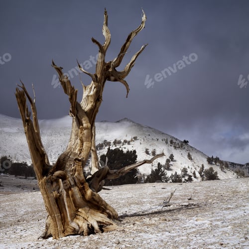 Preview: A Dead Tree Stands On A Hill With Light Snow