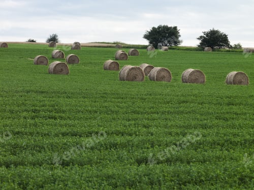 Preview: Image If Hay Bales In Grassy Field.