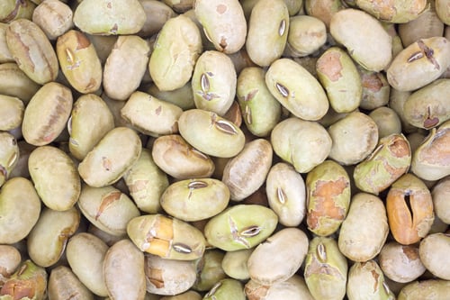 Preview: A Very Close View Of Dry Roasted And Salted Edamame Nuts.