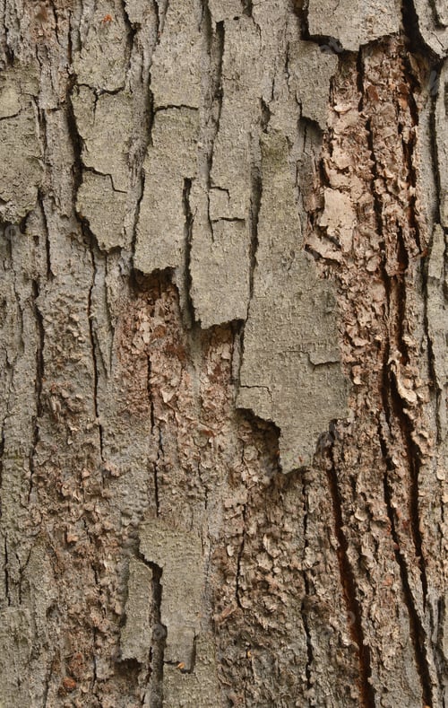Preview: Tree Bark