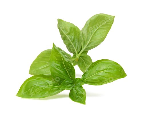 Preview: Sweet Basil Herb Leaves Isolated On White Background. Genovese Basil Leaf.