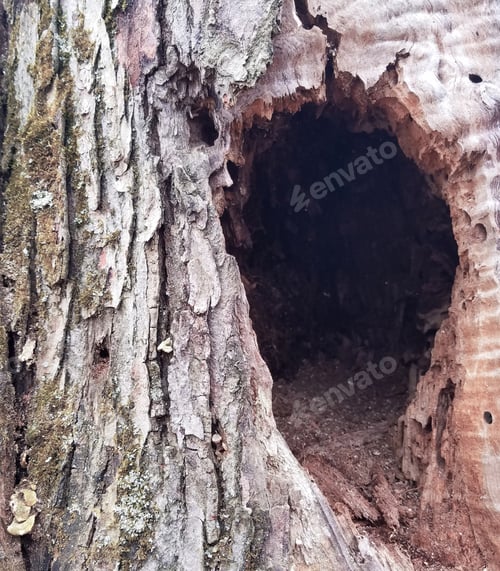 Preview: Aged Rustic Wooden Tree Bark Texture Background