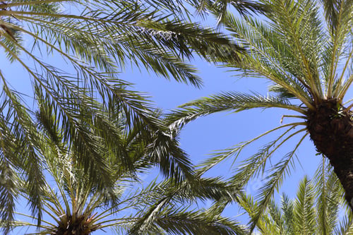 Preview: Palm