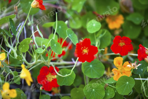 Preview: Detailed Image Of Red Flowers And Leaves.