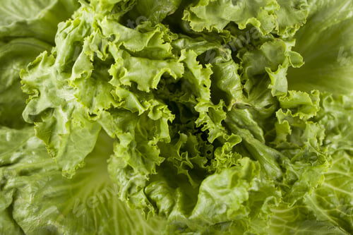 Preview: Macro Image Of Crispy Lettuce Leaves