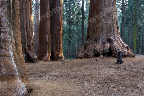 Preview: Woman Taking A Picture Of A Grove O Sequoia Trees In The Sequoia Np