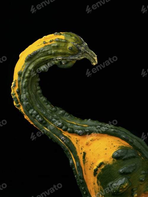 Preview: Shot Of A Yellow And Green Gourd On A Black Background.