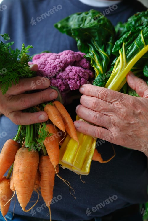 Preview: Older Man With An Armful Of Fresh Swiss Chard, Carrots And Cauliflower From A Farmers Market