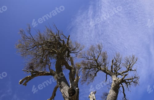 Preview: Dead Tree With Sky Background