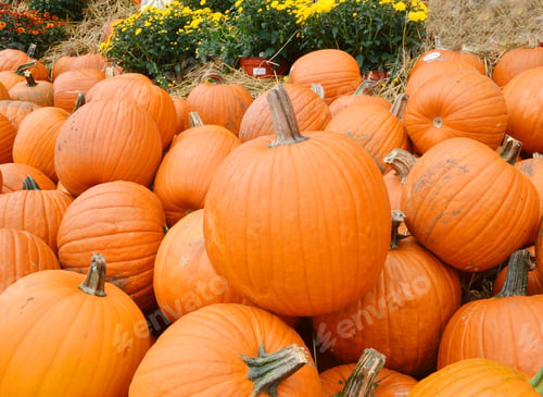 Preview: Pumpkin Stalks On Background