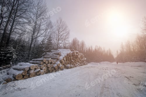 Preview: Woodpile Of Cut Lumber For Forestry Industry In The Winter Forest