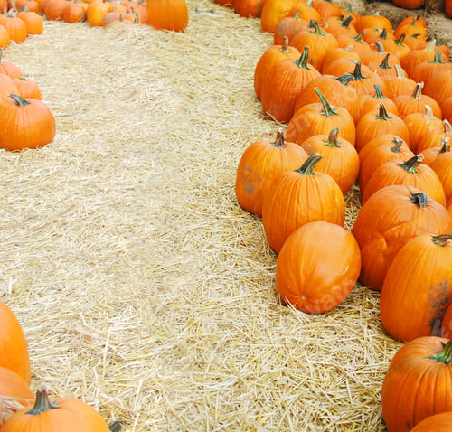 Preview: Background Of Pumpkins At Harvest Time