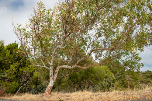 Preview: Tree On Australia Beach