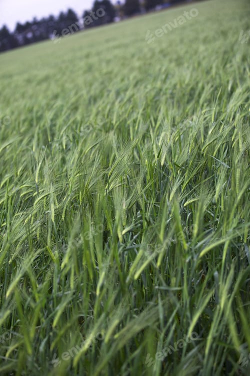 Preview: Green Wheat In A Field Selective Focus.