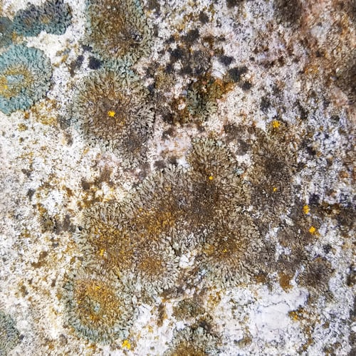 Preview: Old Dirty Rustic Rock Texture With Algae Growing On It