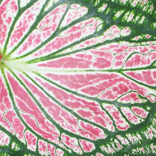 Preview: Foliage Leaf Texture