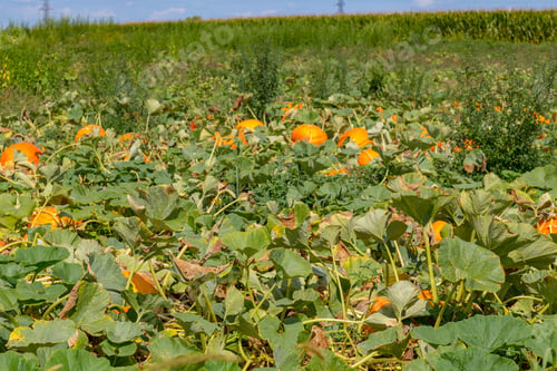 Preview: Ronks, Pa, Usa - August 26, 2015: Pumpkins Ready For Harvest From A Field In A Lancaster County, Pa.