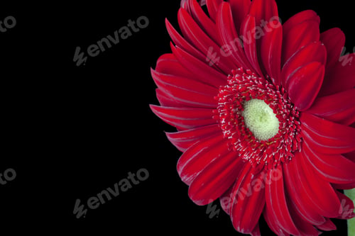Preview: Fresh Daisy Flower On Dark Background