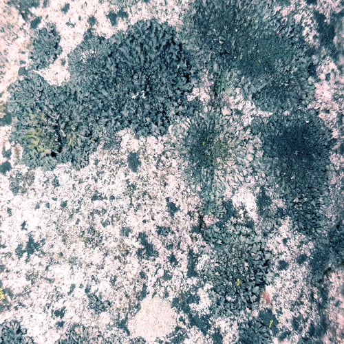 Preview: Old Dirty Rustic Rock Texture With Algae Growing On It