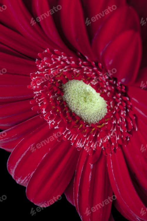 Preview: Daisy Isolated On Black Background