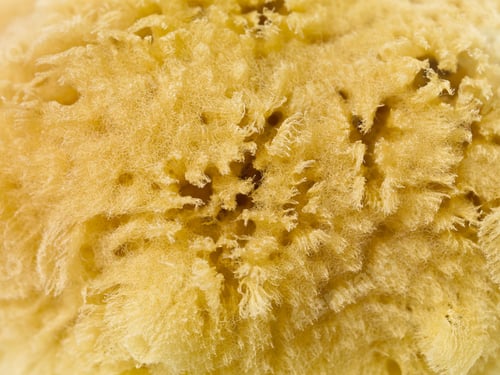 Preview: Cropped Close Up Image Of A Scrubber