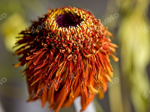 Preview: Close-Up Of Beautiful Flame Red And Orange Zinnia. Focus Is On Foreground Flower.