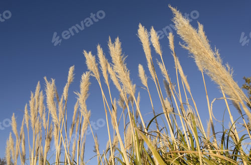 Preview: Cortaderia Selloana, Argentina, Shout America.