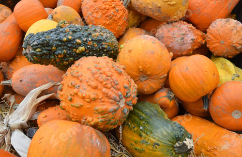 Preview: Pumpkin Stalks On Background