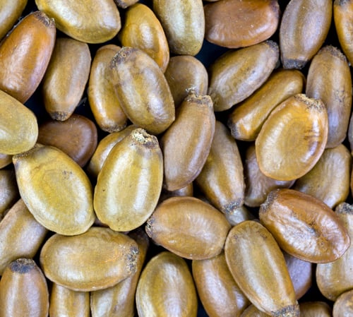 Preview: Close View Of Annona Muricata, Soursop Seeds.