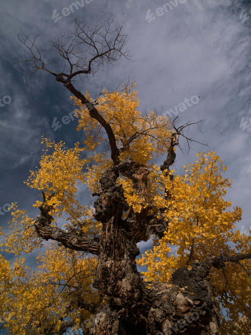 Preview: Cottonwood Tree In The Fall Zion National Park