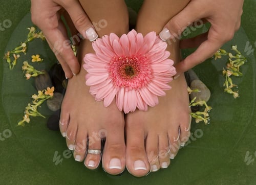 Preview: Spa Treatment With Elegant Pink Gerbera