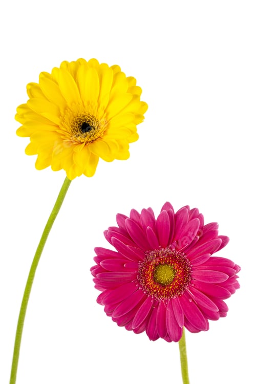 Preview: Pink and Yellow Gerbera Flowers on White Background