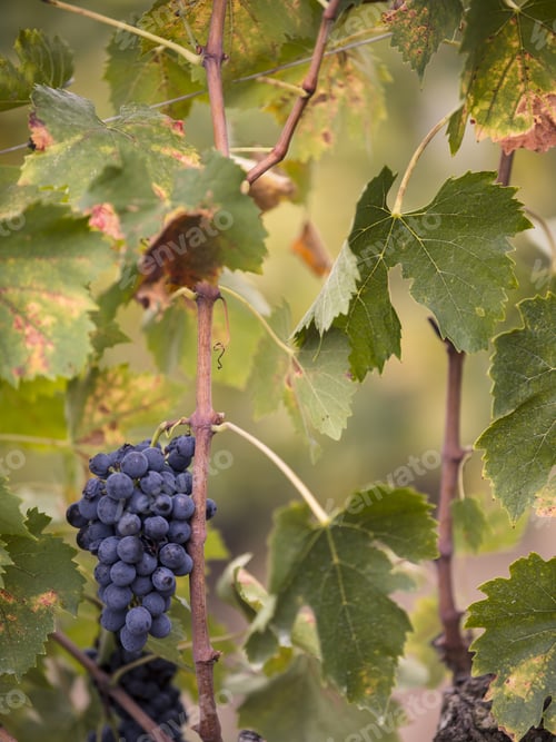 Preview: Ripe Grape Vines In Tuscany Italy
