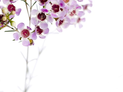 Preview: Purple Flowers
