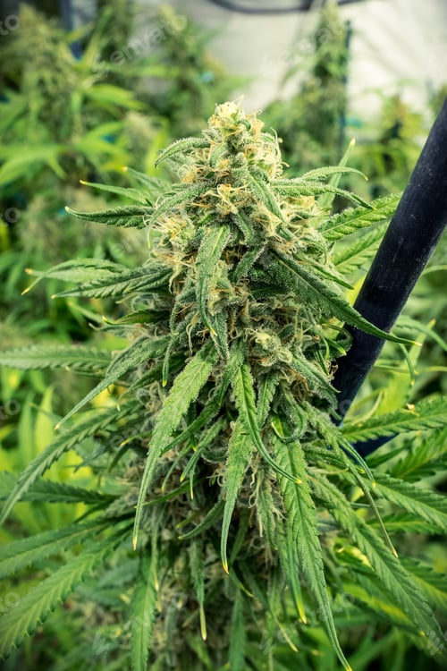 Preview: Cannabis Plant Natural Cure Growing For Dispensary