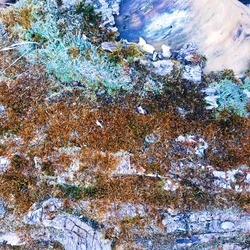 Preview: Aged Rustic Colorful Mossy Wood Bark Texture