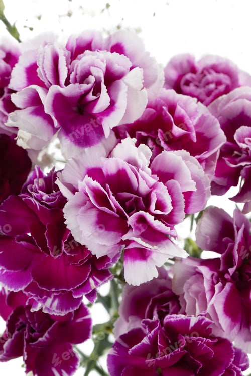 Preview: Close Up Image Of Bouquet Of Carnation Flowers Against White Background