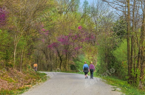 Preview: Mature Couple Enjoying Walking On Trail In Spring In Missouri, Usa; Redbud Trees Blooming On Bluffs