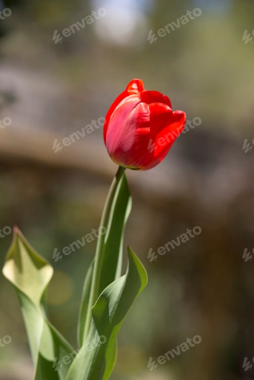 Preview: Lone Tulip In The Garden.