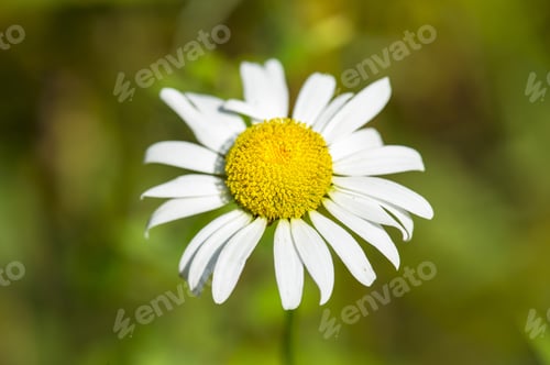 Preview: Close-Up Image Of A Fresh Bloom Chamomile Flower