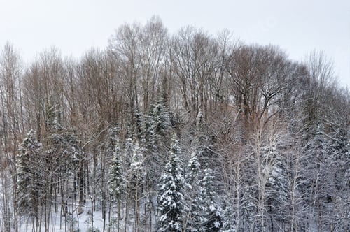 Preview: Forest On A Clear Day After A Snowfall