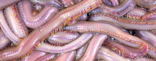 Preview: A Very Close View Of Wriggling Bloodworms Used For Fishing Bait.