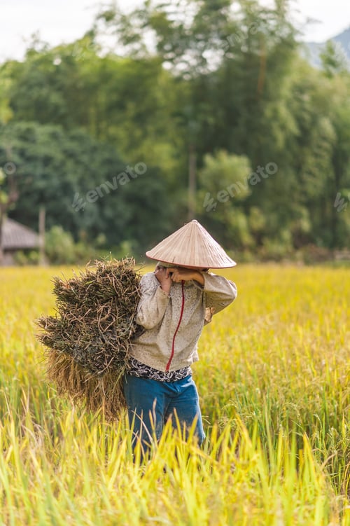 Preview: Woman Working In The Rice Fields Near Lac Village, Mai Chau Valley, Vietnam. Beautiful Fall