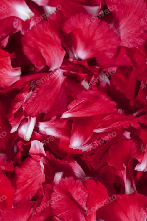 Preview: Abundance of Red and White Petals Close Up